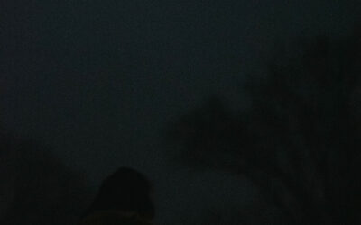 4e dimanche de l’Avent : à pas feutrés, redevenir étoiles…